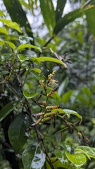 Calamus formosanus (Calamus formosanus)