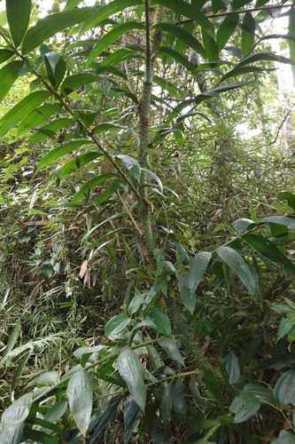 Calamus formosanus (Calamus formosanus)