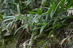 Calamus formosanus (Calamus formosanus)
