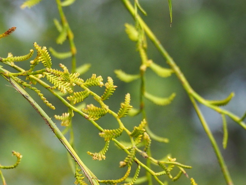 Calamus formosanus (Calamus formosanus)