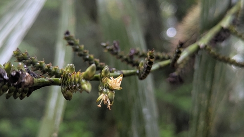 Calamus formosanus (Calamus formosanus)