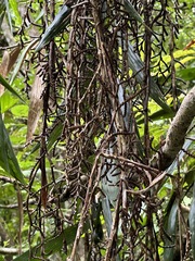 Calamus formosanus (Calamus formosanus)