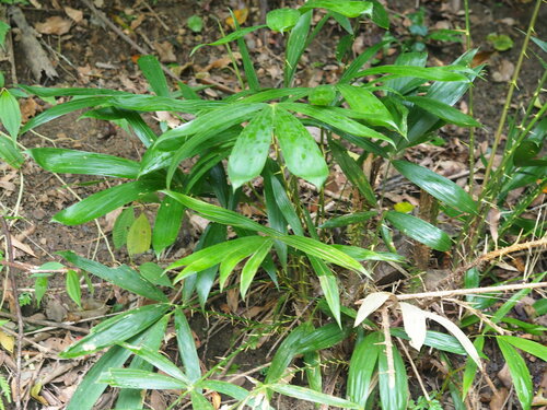 Calamus formosanus (Calamus formosanus)