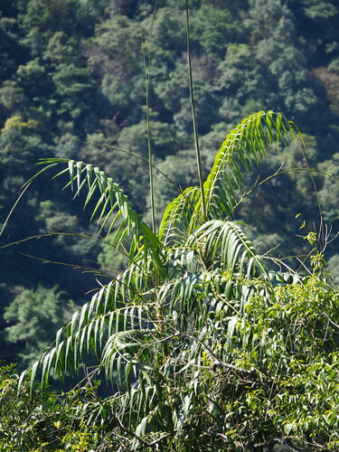 Calamus formosanus (Calamus formosanus)