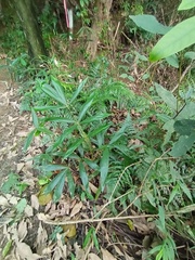Calamus formosanus (Calamus formosanus)