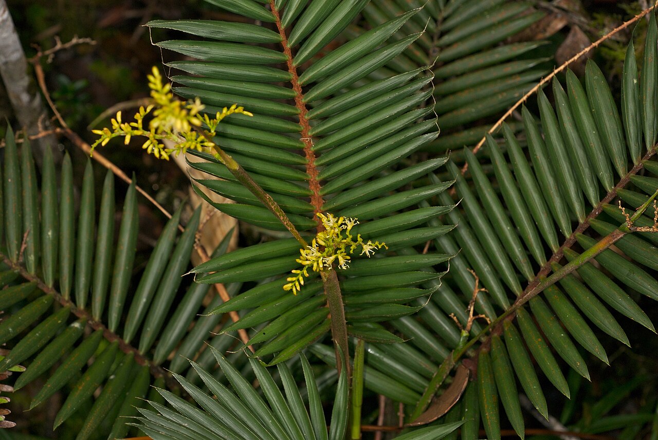 Calamus gibbsianus: Calamus gibbsianus photographed on Mount Kinabalu , Sabah , Malaysia , Borneo