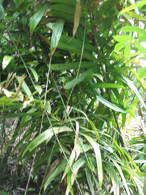 Rattan: Rattan palm-tall climbing,spiny,leaves tip long spiny projections.