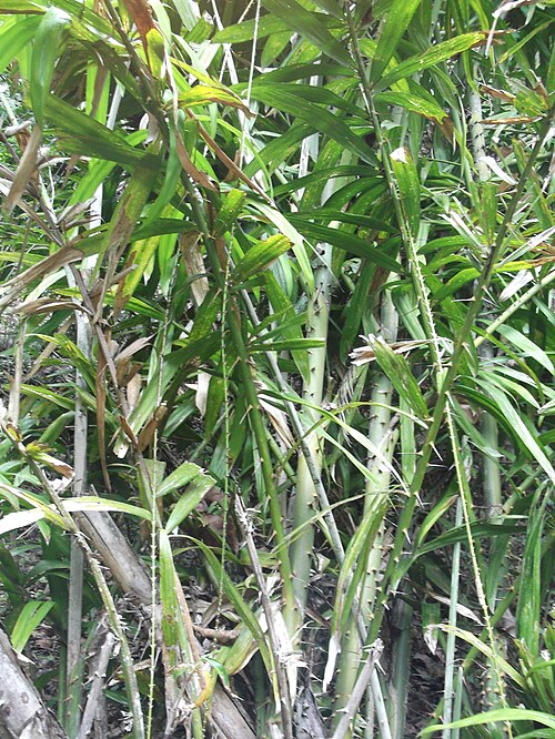 Rattan: Rattan palm-tall climbing,spiny,leaves tip long spiny projections.
