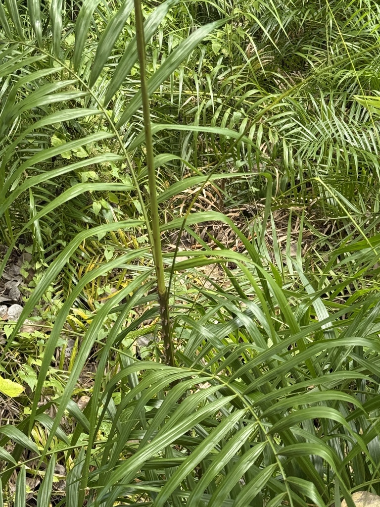 Rattan (Calamus rotang)