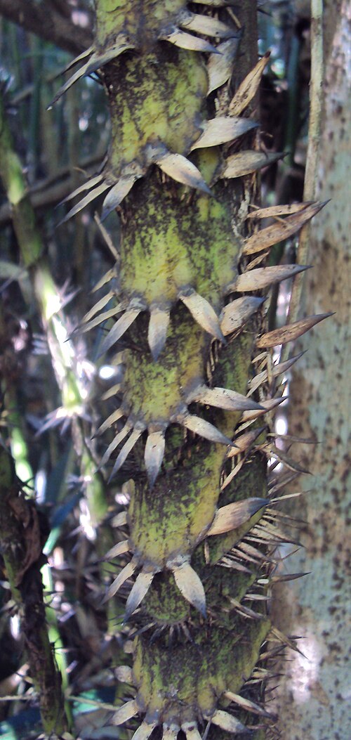Rattan: Calamus rotang