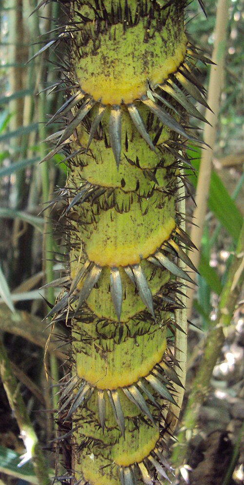 Rattan: Calamus rotang