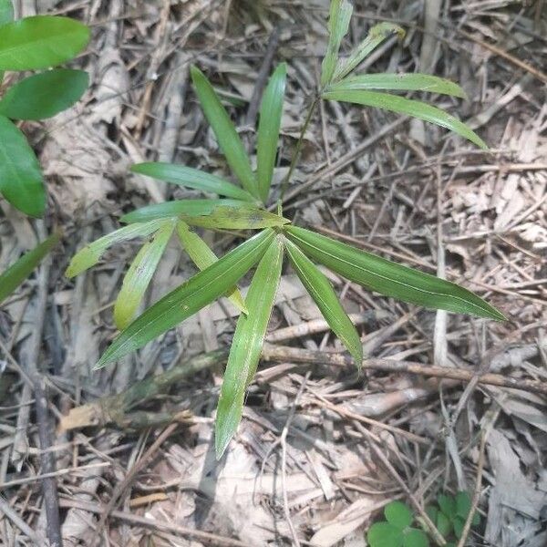 C. viminalis (Calamus viminalis)
