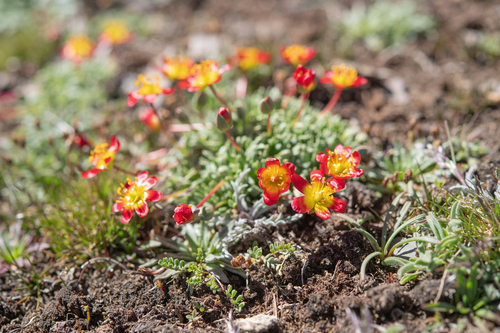 Calandrinia caespitosa (Calandrinia caespitosa)