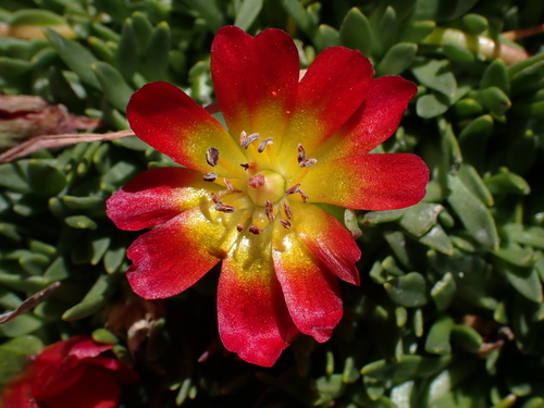 Calandrinia caespitosa (Calandrinia caespitosa)