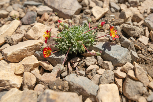 Calandrinia caespitosa (Calandrinia caespitosa)