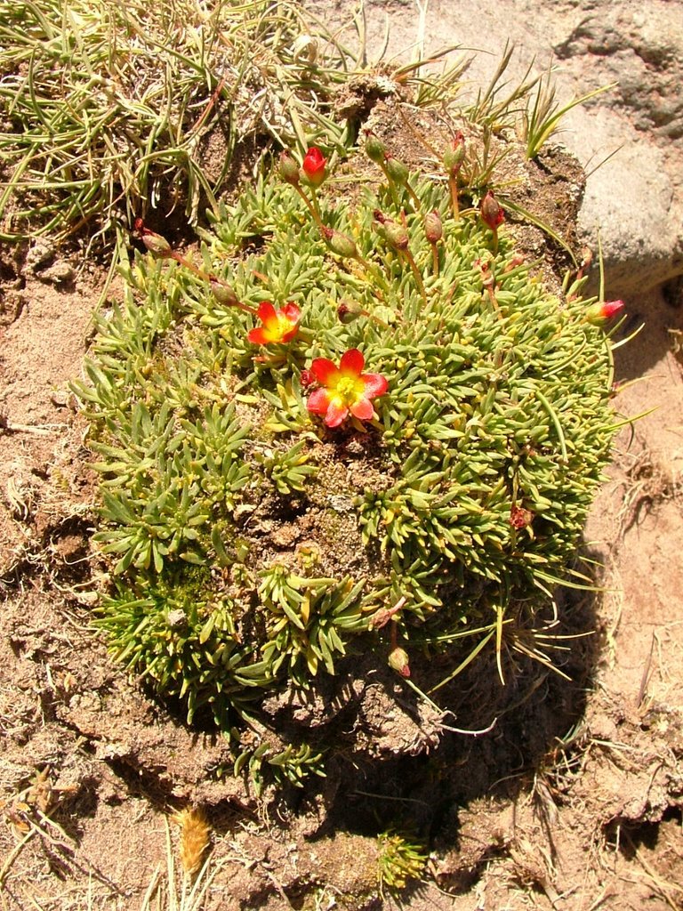 Calandrinia caespitosa: Calandrinia caespitosa