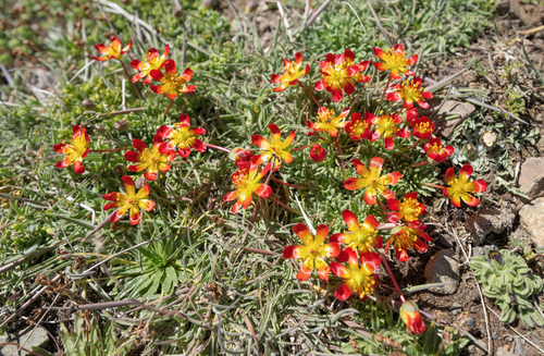 Calandrinia caespitosa (Calandrinia caespitosa)