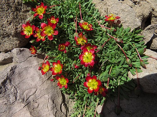 Calandrinia caespitosa: Calandrinia caespitosa