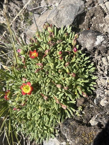 Calandrinia caespitosa (Calandrinia caespitosa)