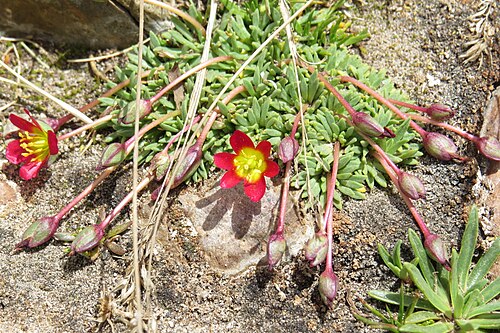 Calandrinia caespitosa: Calandrinia caespitosa