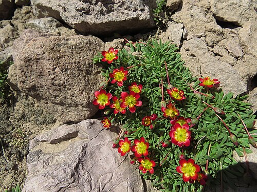 Calandrinia caespitosa: Calandrinia caespitosa