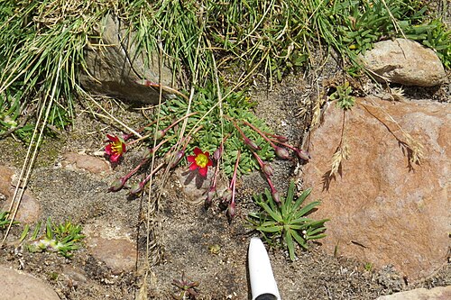 Calandrinia caespitosa: Calandrinia caespitosa