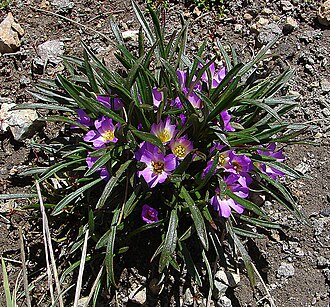 Calandrinia colchaguensis: The Quiaca Morada, native to the southern Andes. In context at www.dixpix.ca/sth_cordillera/flora/purslane/index.html