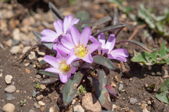 Calandrinia colchaguensis (Calandrinia colchaguensis)