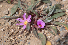 Calandrinia colchaguensis (Calandrinia colchaguensis)
