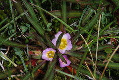 Calandrinia colchaguensis (Calandrinia colchaguensis)