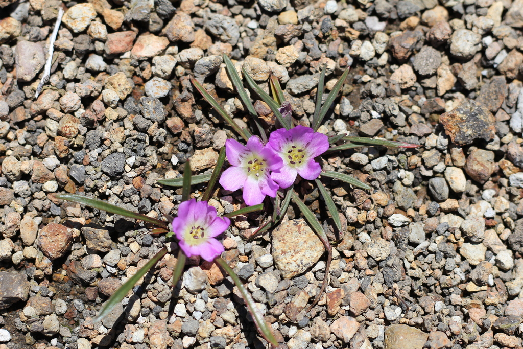 Calandrinia colchaguensis (Calandrinia colchaguensis)