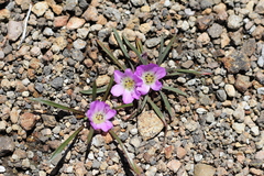 Calandrinia colchaguensis (Calandrinia colchaguensis)