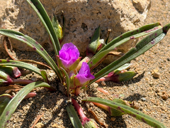 Calandrinia colchaguensis (Calandrinia colchaguensis)