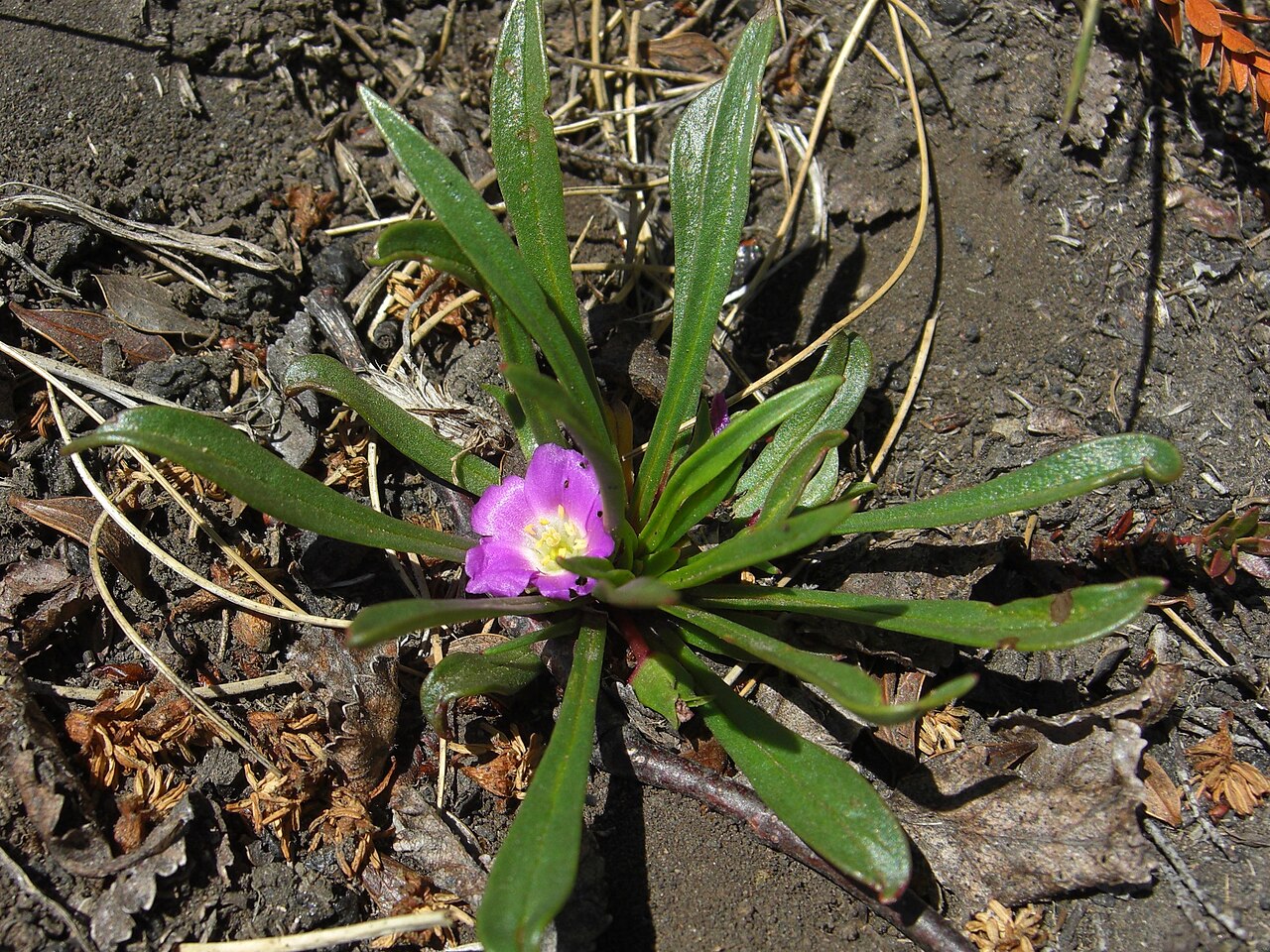 Calandrinia colchaguensis: Calandrinia colchaguensis Barn. 20081211.7 Volcan Quetrupillan, Chile