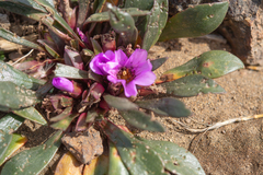 Calandrinia colchaguensis (Calandrinia colchaguensis)