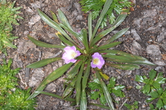Calandrinia colchaguensis (Calandrinia colchaguensis)