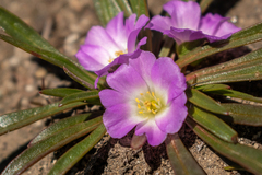 Calandrinia colchaguensis (Calandrinia colchaguensis)