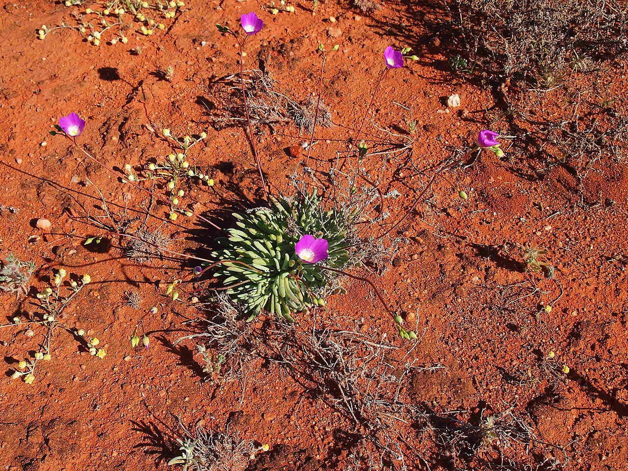 Calandrinia eremaea: Calandrinia eremaea