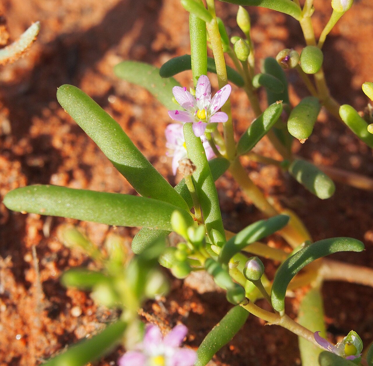 Calandrinia eremaea: Calandrinia eremaea