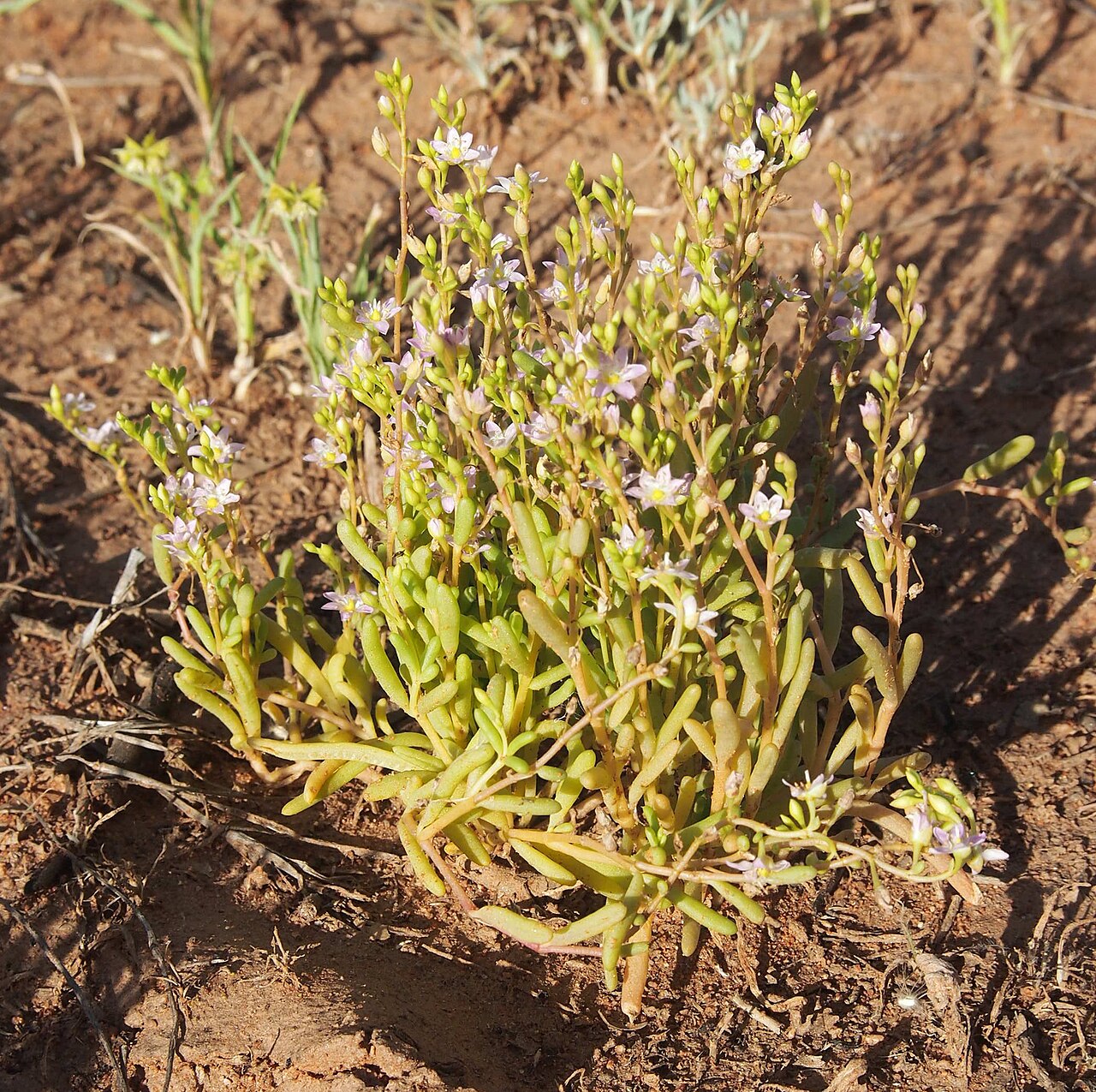 Calandrinia eremaea: Calandrinia eremaea