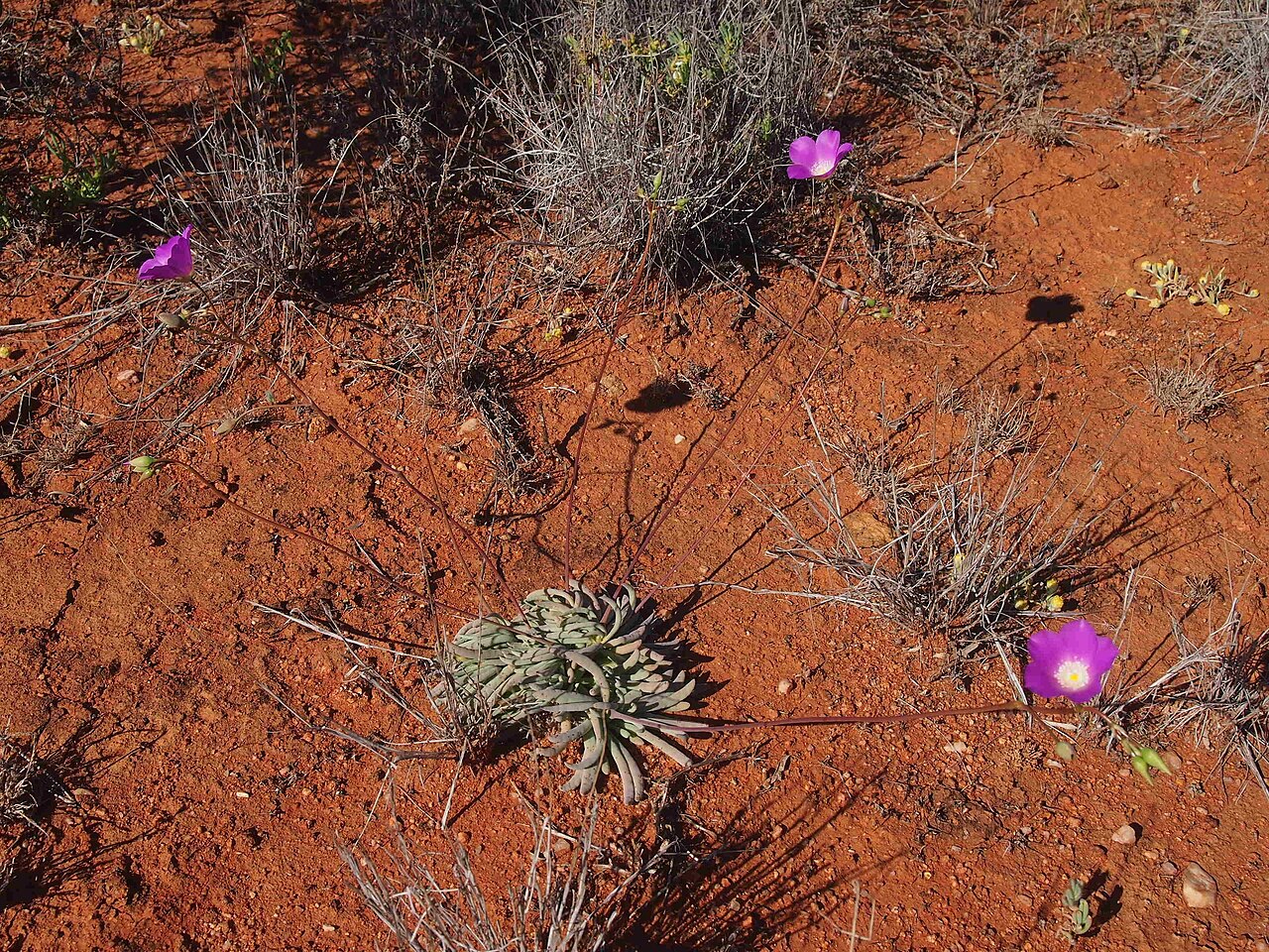 Calandrinia eremaea: Calandrinia eremaea