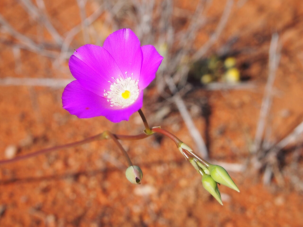Calandrinia eremaea: Calandrinia eremaea