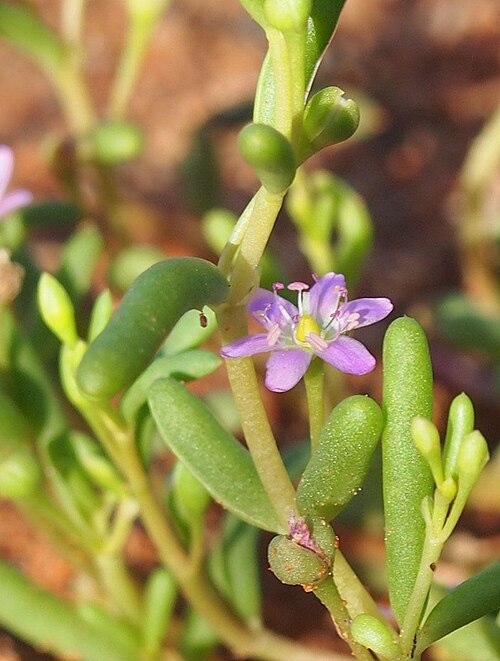 Calandrinia eremaea: Calandrinia eremaea