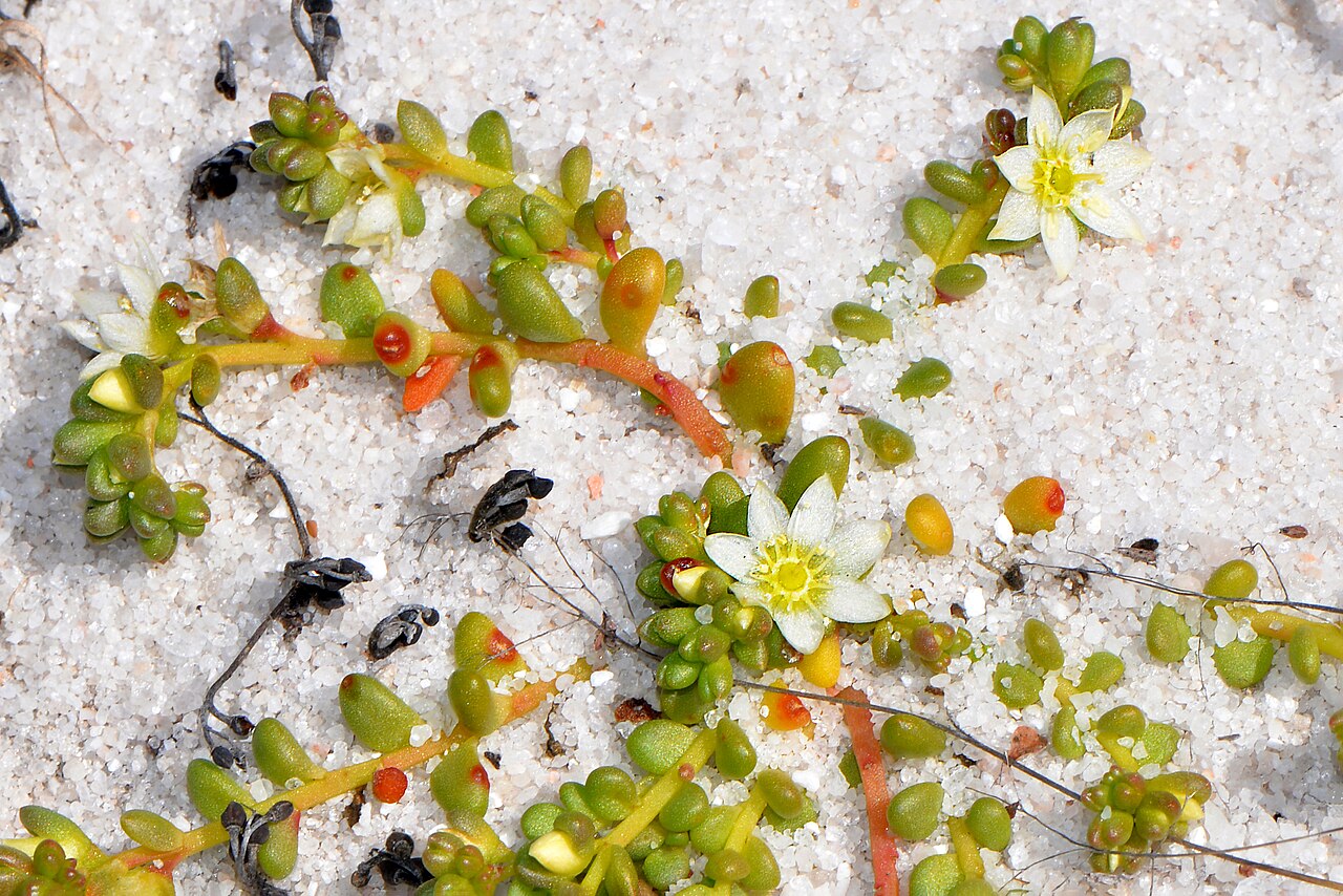 Calandrinia granulifera: Pygmy purslane Tiny Calandrinia starting to flower on the white sand in the Mortlock River East Branch river flats. Photo: Fred