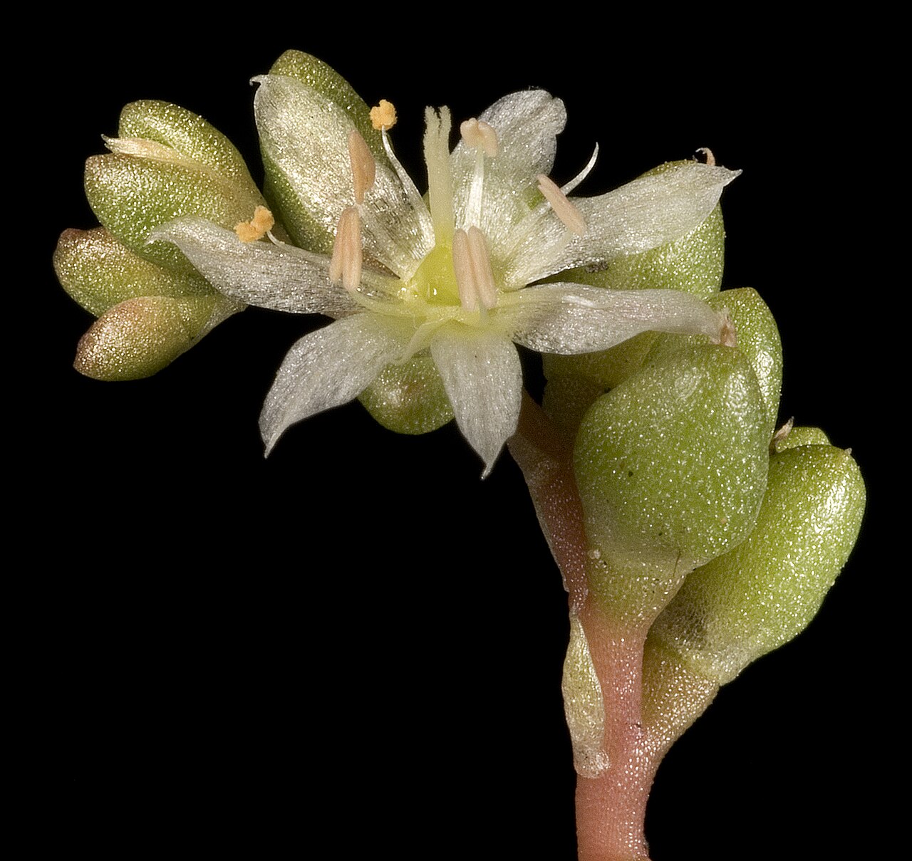 Calandrinia granulifera: KRT3861