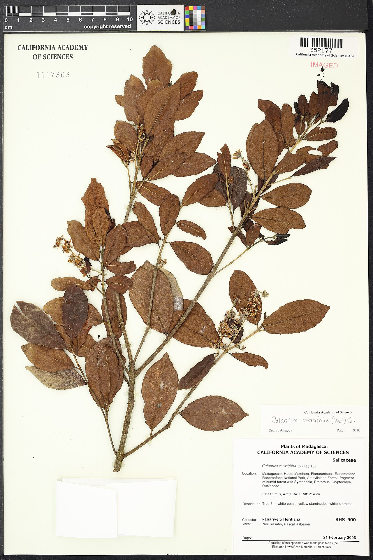Calantica cerasifolia: Calantica cerasifolia