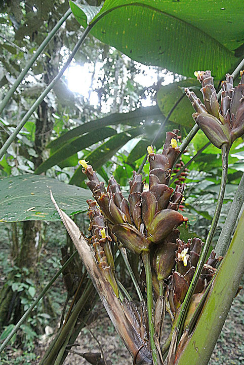 Calathea marantina: Found in the Amazon basin and adjacent uplands of Ecuador and Peru. Photo from Jatun Sacha Reserve, Ecuador, where it is known as Uchu Panga. In context at www.