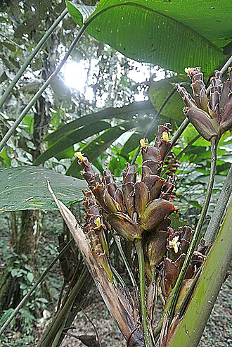 Calathea marantina: Found in the Amazon basin and adjacent uplands of Ecuador and Peru. Photo from Jatun Sacha Reserve, Ecuador, where it is known as Uchu Panga. In context at www.