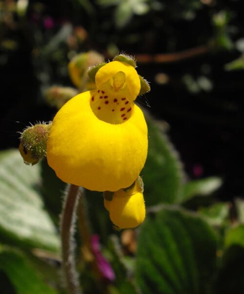 Calceolaria biflora: Calceolaria biflora