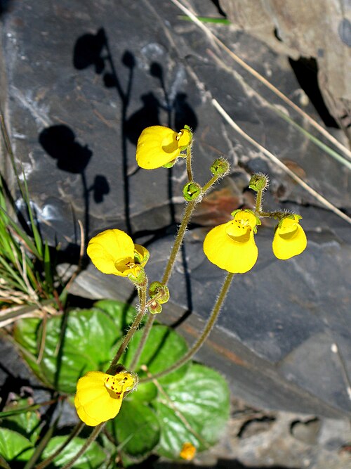 Calceolaria biflora: Calceolaria biflora Lam.